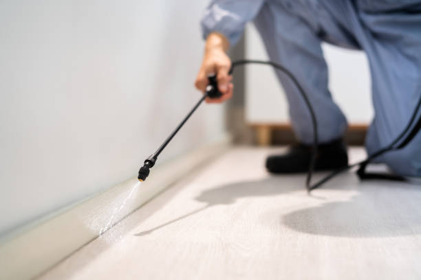 Licensed Wasp Removal service in Pearisburg, VA - Show Me Pest Control